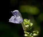 Heartleaf skullcap